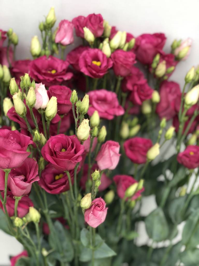 10 Eustoma Rosi Red