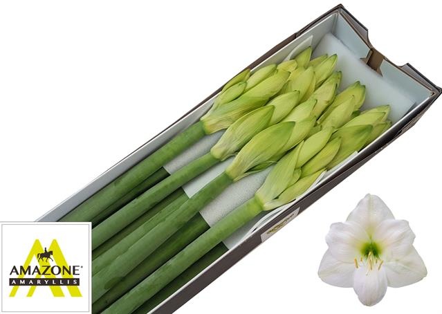 Amaryllis Mont Blanc (Weiß) Amaryllis Mont Blanc (Weiß)