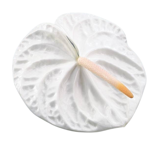 16 Anthurie Acropolis  (Weiß) 16 Anthurie Acropolis  (Weiß)