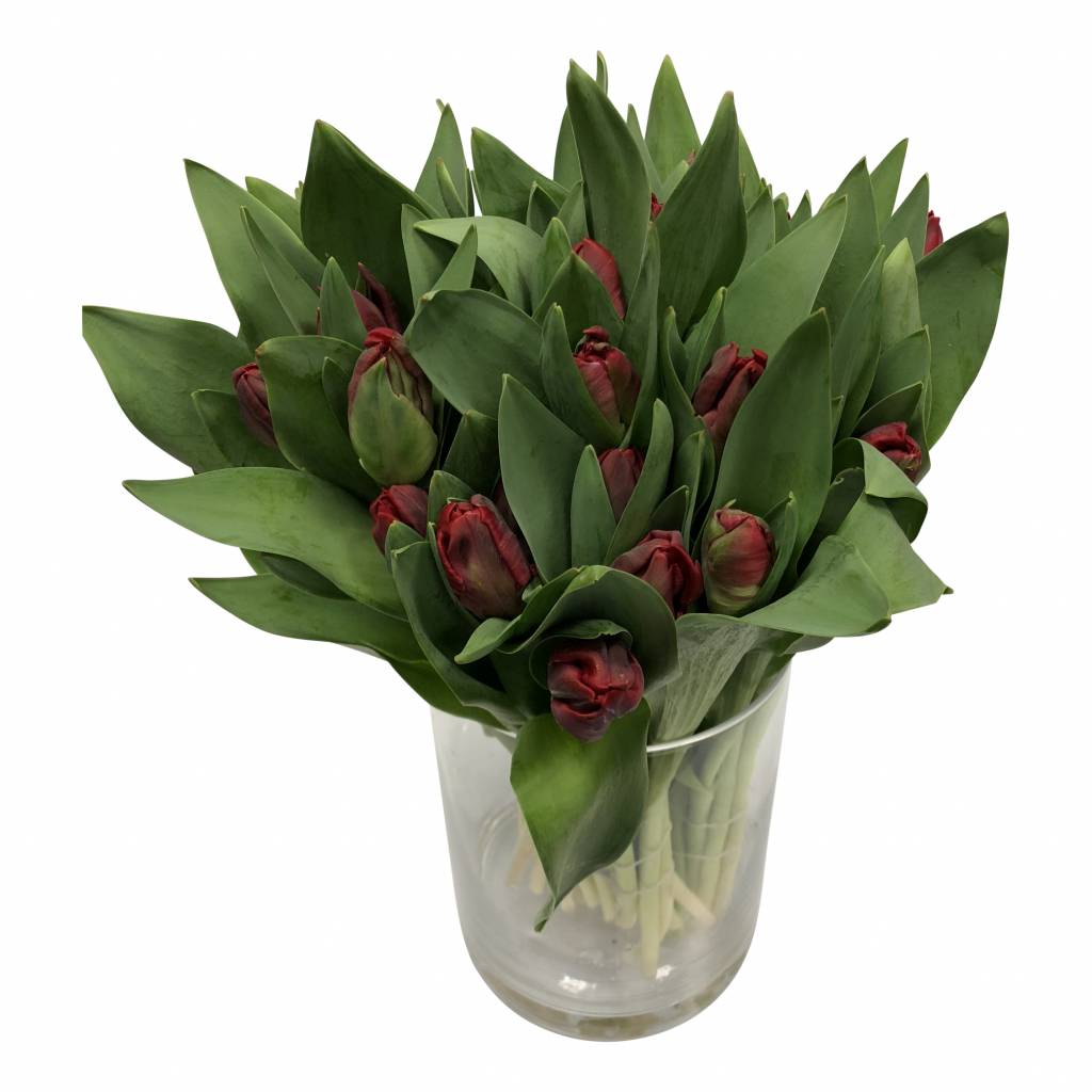 10 Tulpen Topparrot 10 Tulpen Topparrot