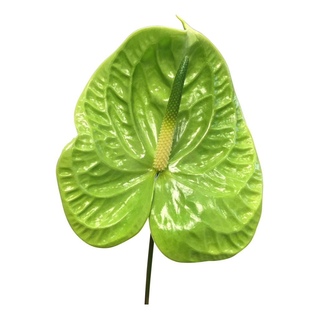 10 Anthurie Midori (Grün)