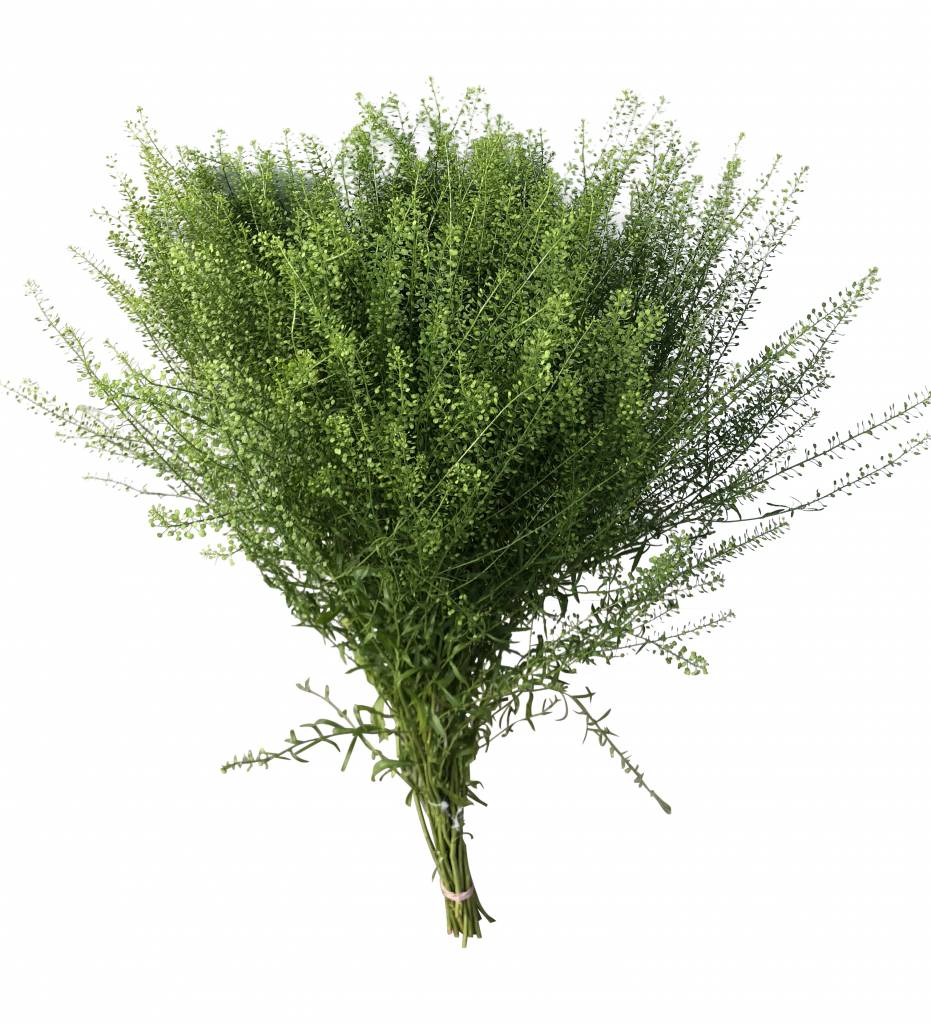 5 Lepidium Green Bell 5 Lepidium Green Bell