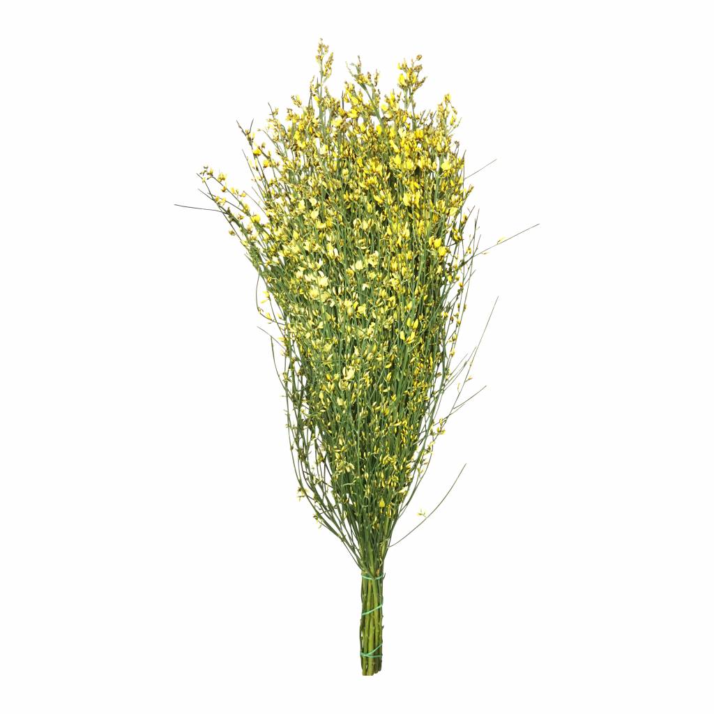 1 Bund Ginster Gelb 400 Gramm 1 Bund Ginster Gelb 400 Gramm