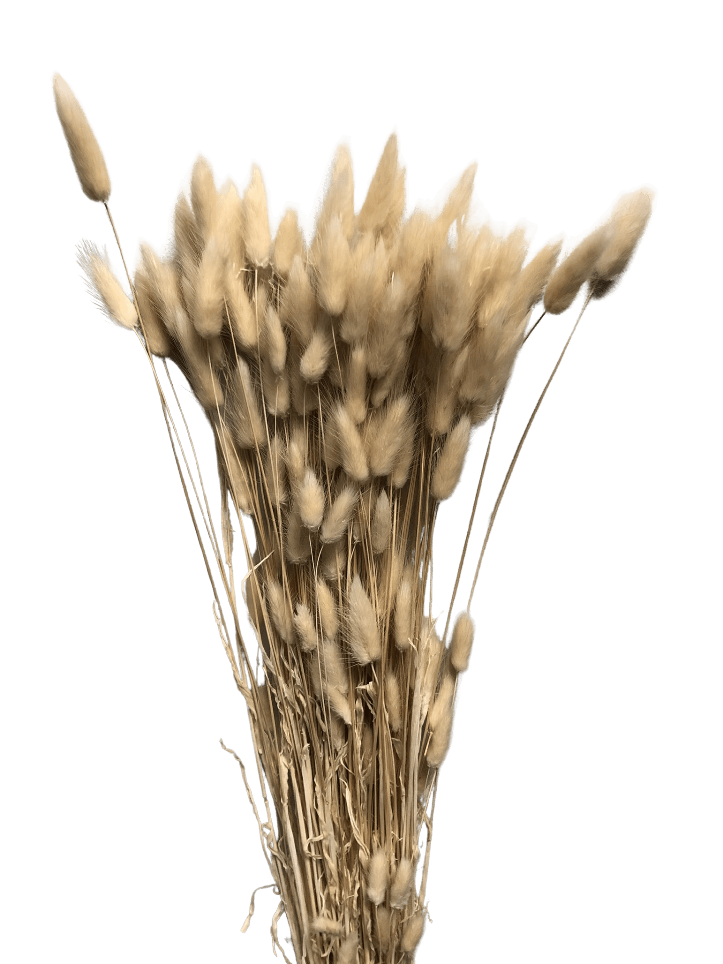 Lagurus getrocknet Lagurus getrocknet