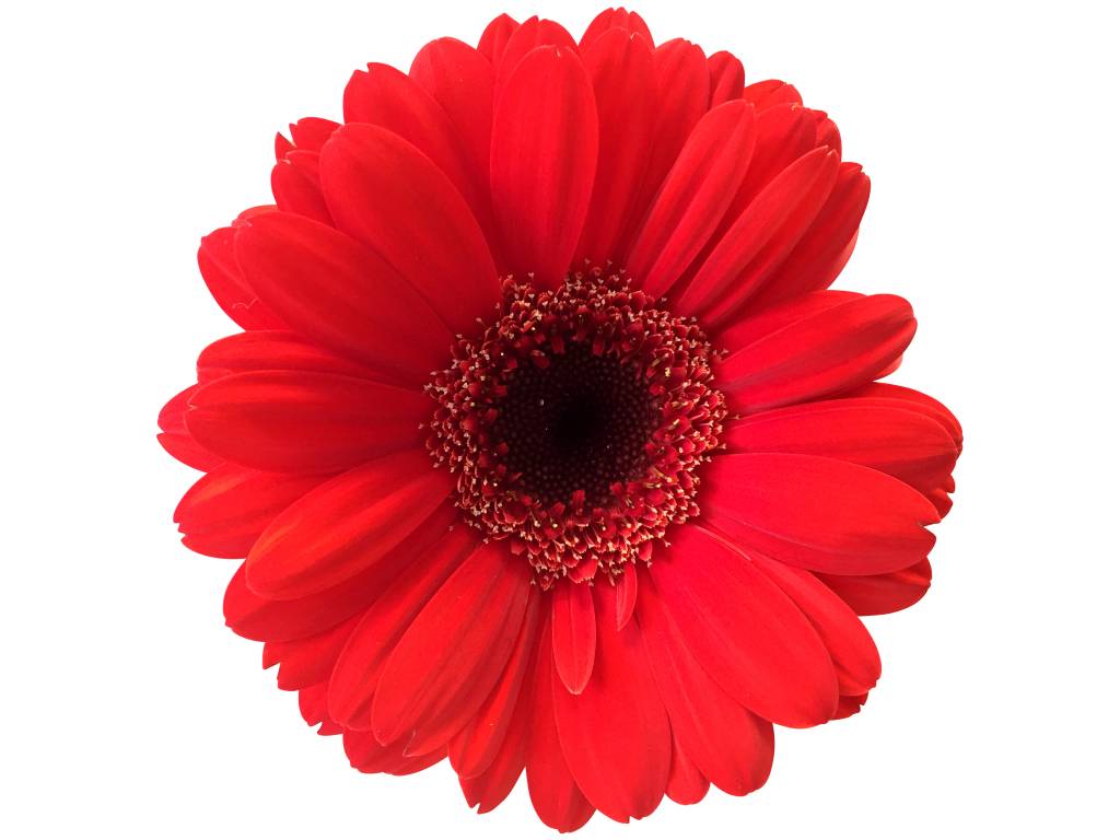10 Mini Gerbera Suri (Rot)