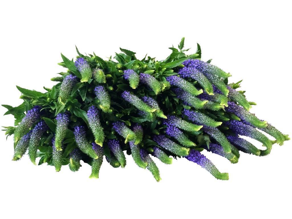 10 Veronica Blau