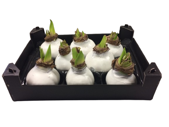 1 Amarylliszwiebel in weißem Wachs – Pflegefrei blühende Winterdekoration