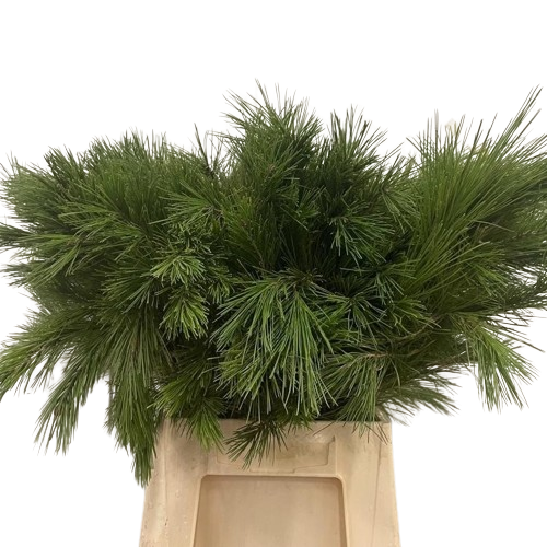 1 Bund Pinus Strobus 1 Bund Pinus Strobus