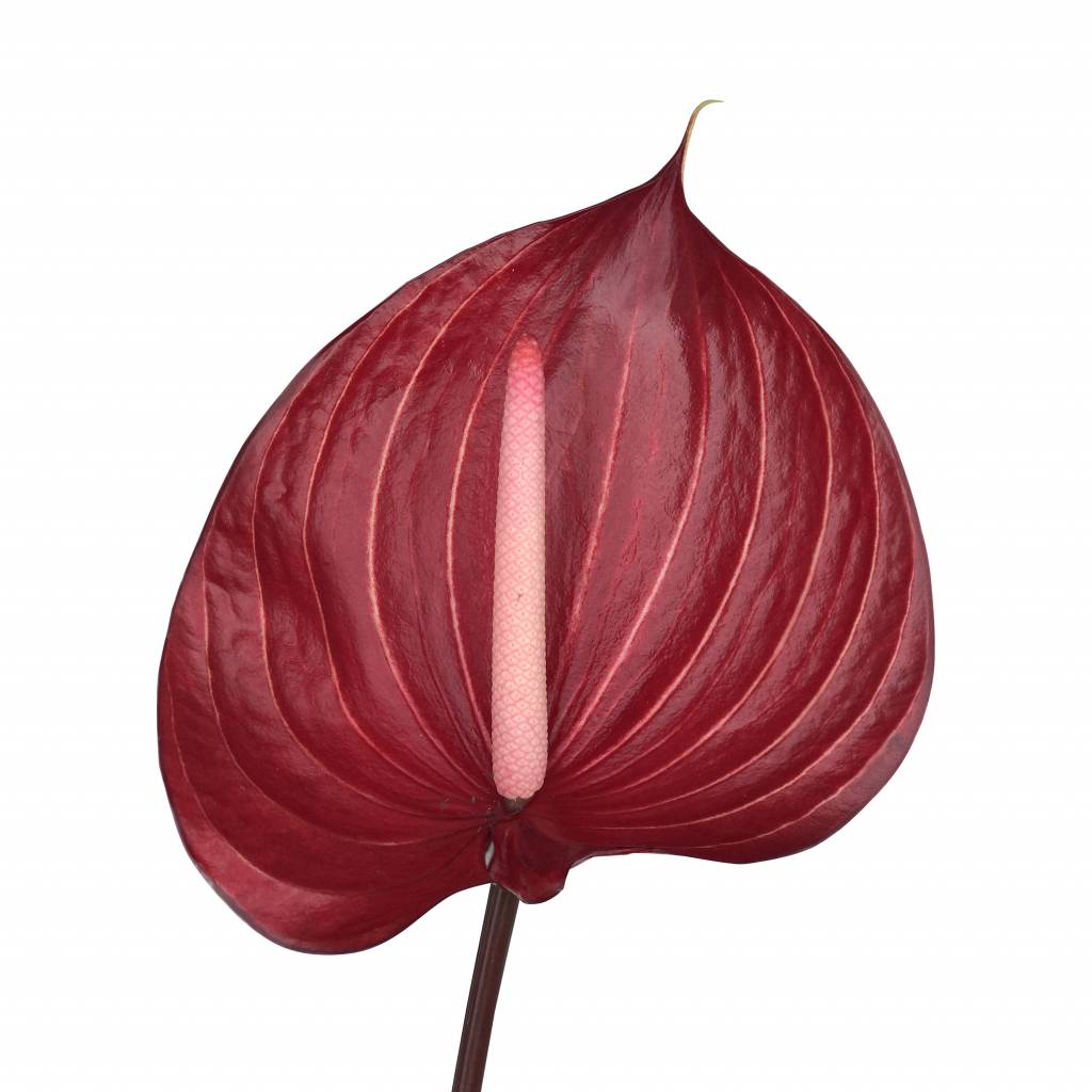 16 Anthurie Safari (Rot-Weiß)