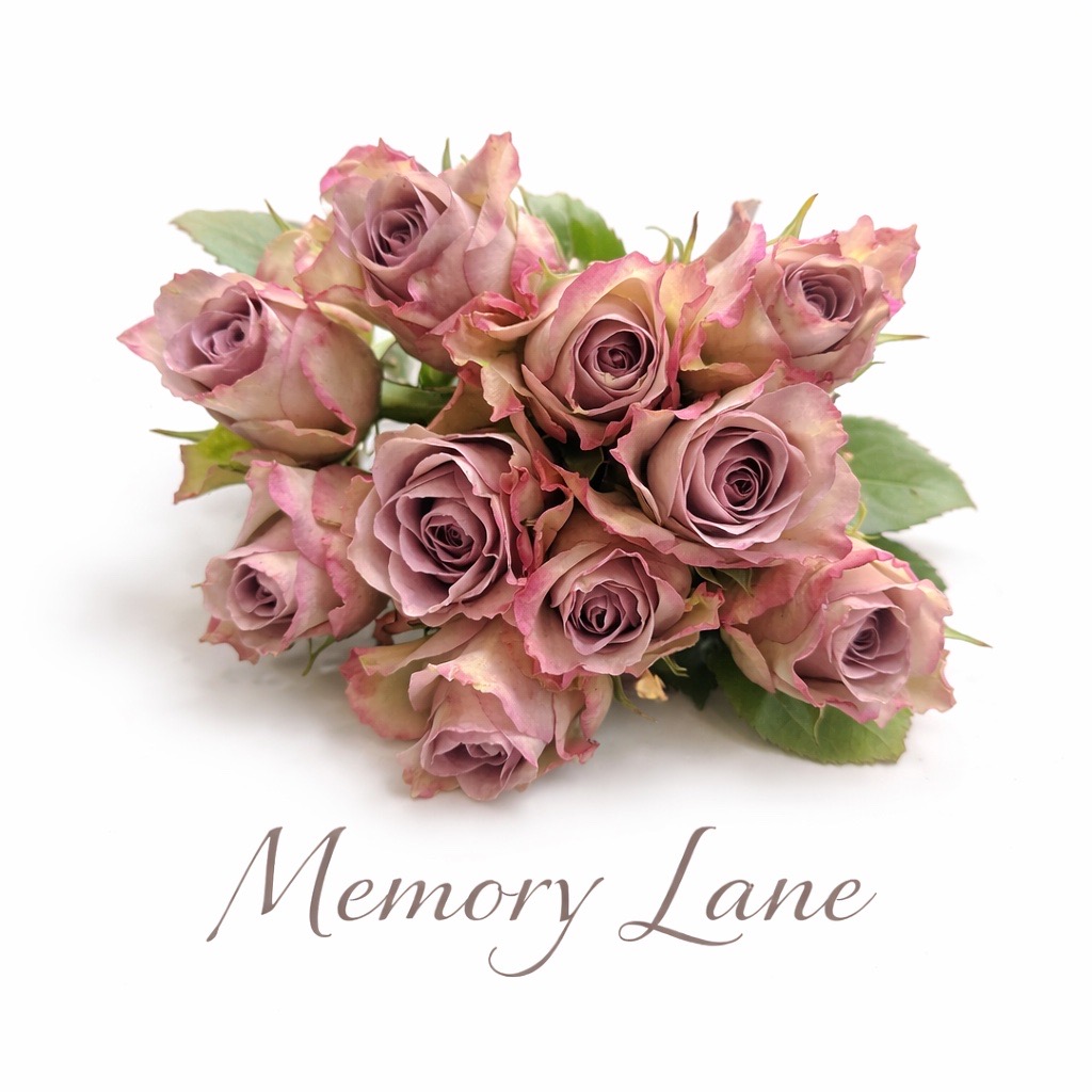 10 Rosen Flieder Memory Lane