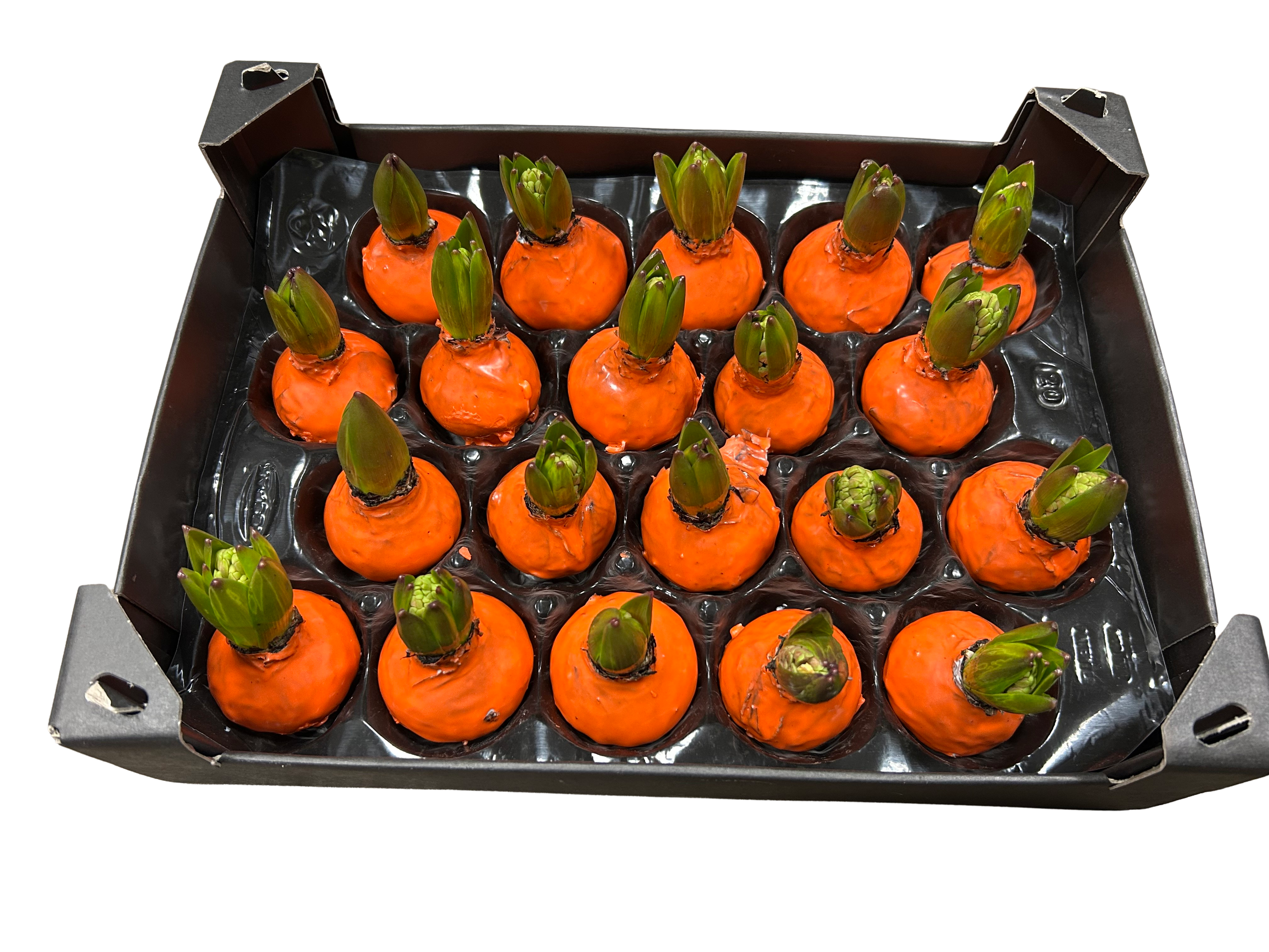 Gewachste Hyazinthenknollen Orange