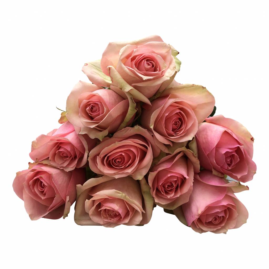 100 Rosen Donnatella