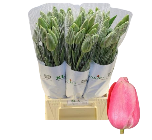 10 Tulpen Menton - Französische-Tulpe 10 Tulpen Menton - Französische-Tulpe