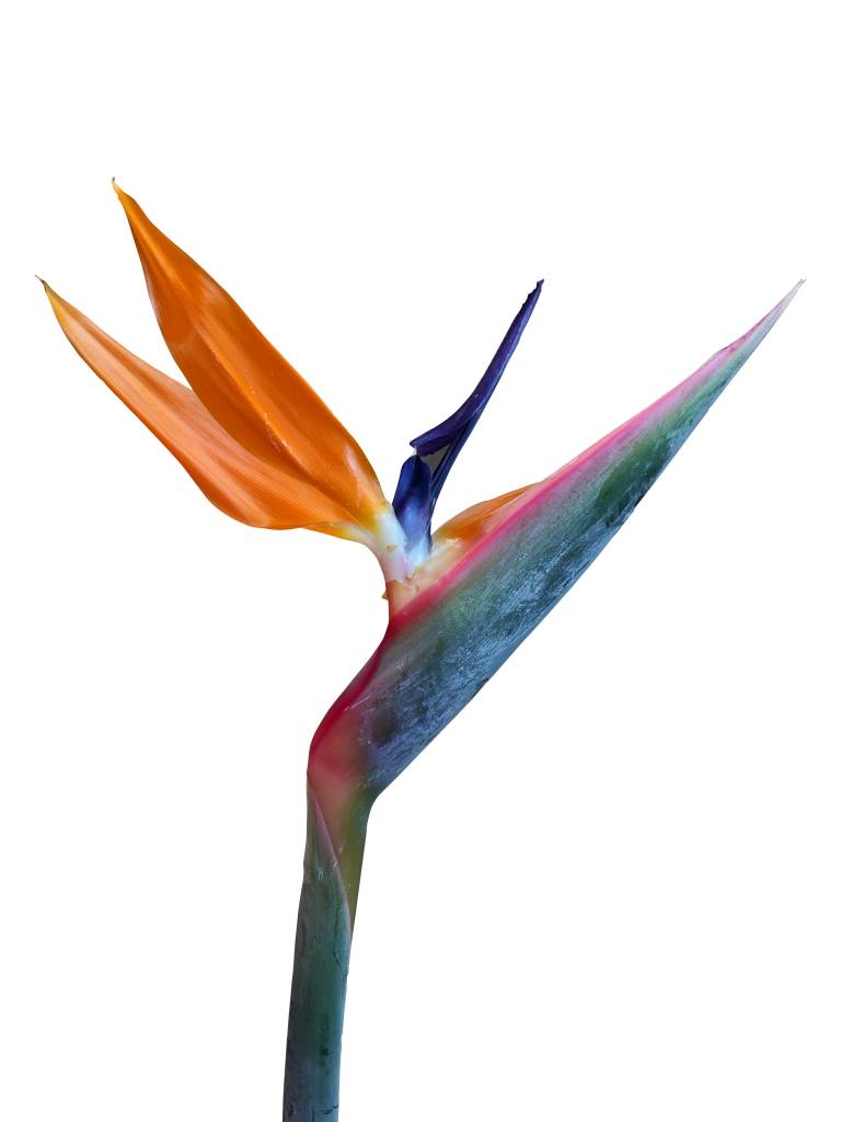 6 Strelizien Orange 6 Strelizien Orange