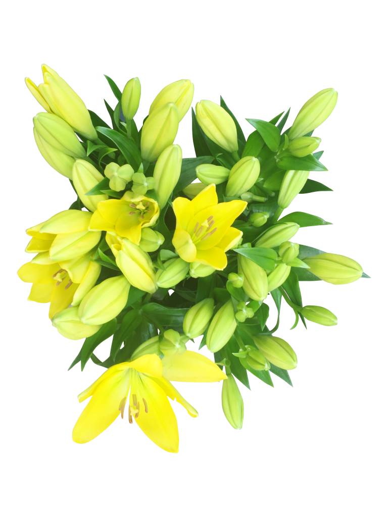 10 Lilien Nashville 10 Lilien Nashville