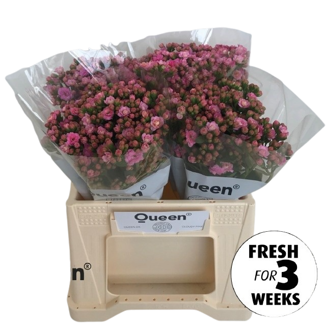 5 Stiele Kalanchoe 'Cloudy Pink Meadow' 5 Stiele Kalanchoe 'Cloudy Pink Meadow'