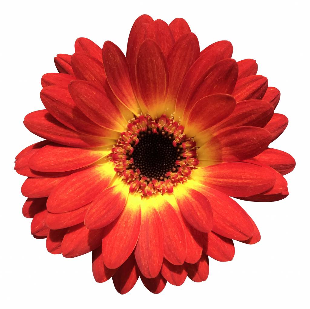 10 Mini Gerbera Wet Paint (Rot-Gelb) 10 Mini Gerbera Wet Paint (Rot-Gelb)