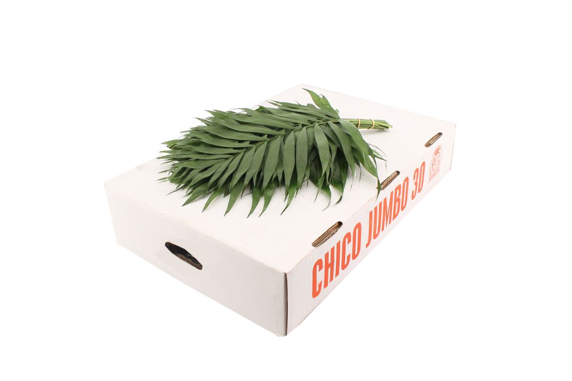 1 Bund Chico Jumbo 1 Bund Chico Jumbo