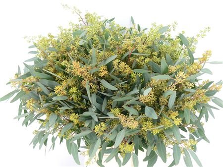 1 Bund Eucalyptus Populus mit Fruchtstand 1 Bund Eucalyptus Populus mit Fruchtstand