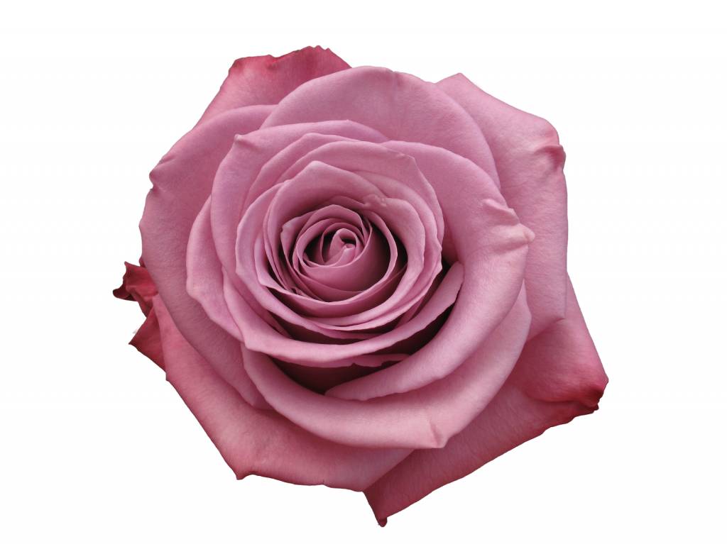 10 Rosen Lila Moody Blues