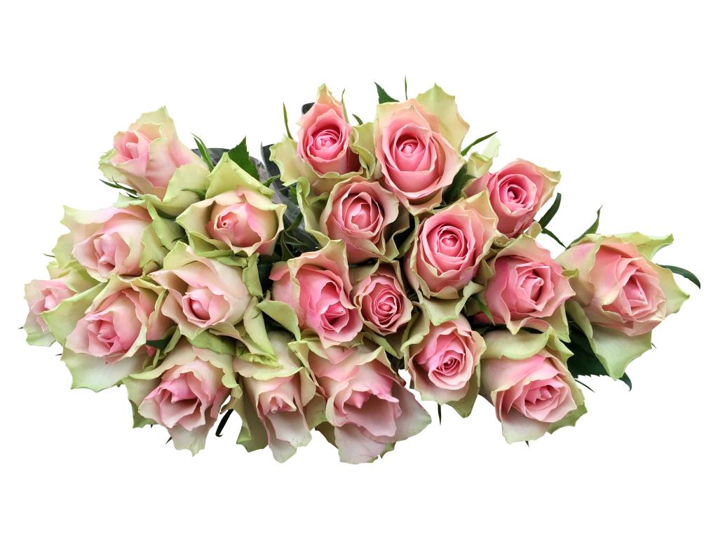 100 Rosen Rosa Belle Rose