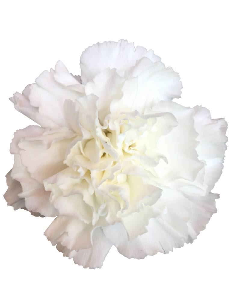 10 Edelnelken Weiß 10 Edelnelken Weiß