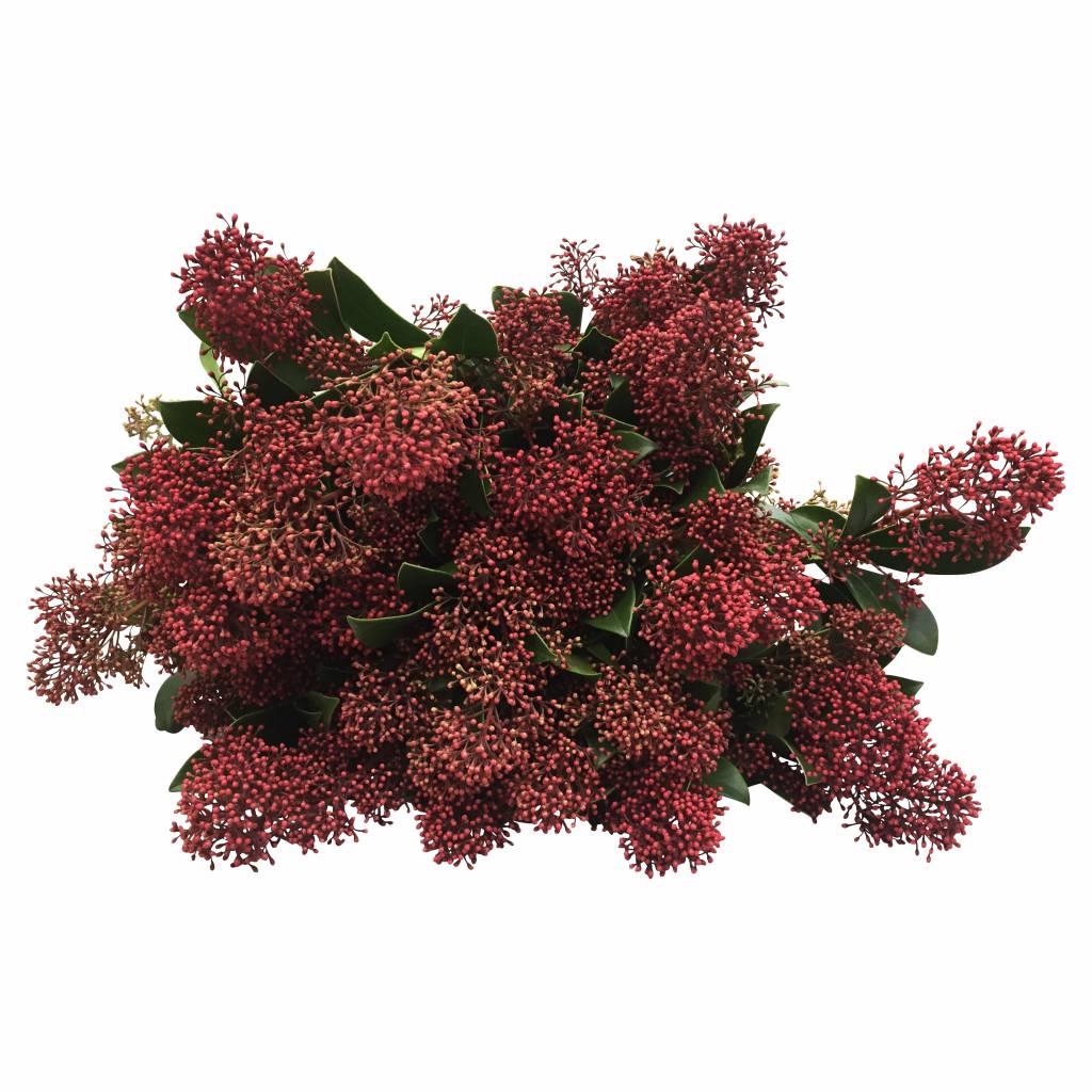 Skimmia Rubella Skimmia Rubella