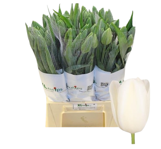 10 Tulpen Maureen