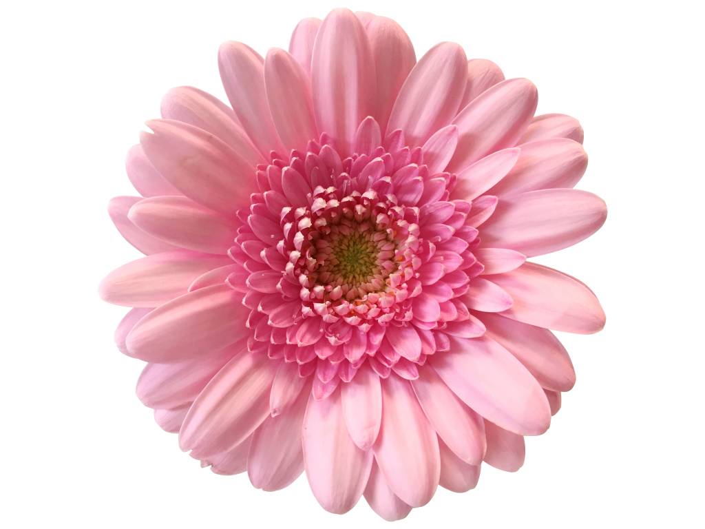 10 Mini Gerbera Kimsey (Rosa) 10 Mini Gerbera Kimsey (Rosa)
