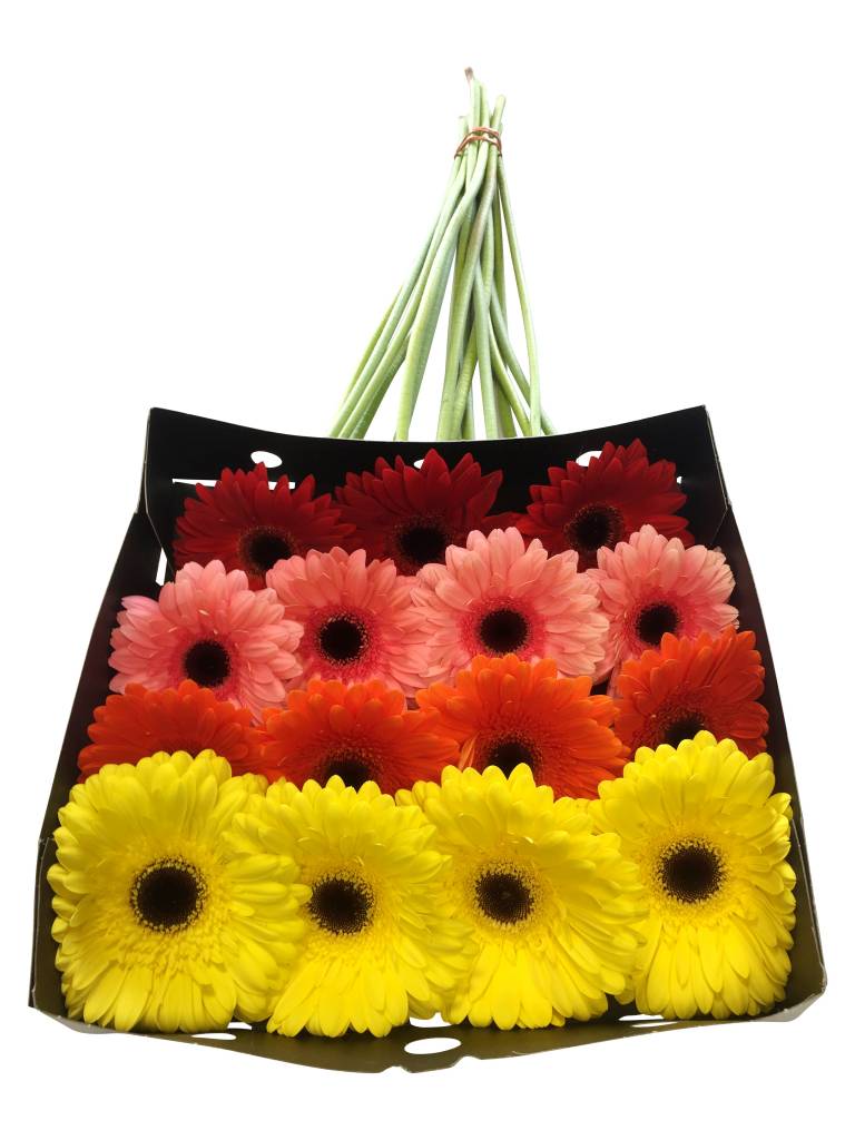 25 Gerbera Mix