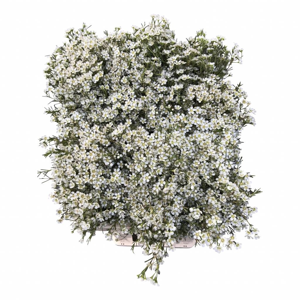 Wachsflower – Zarte & Vielseitige Blüten für elegante Sträuße