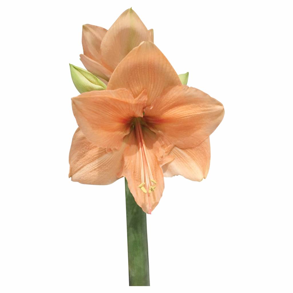 Amaryllis Rilona