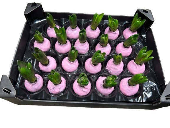 Gewachste Hyazinthenknollen Baby Rosa