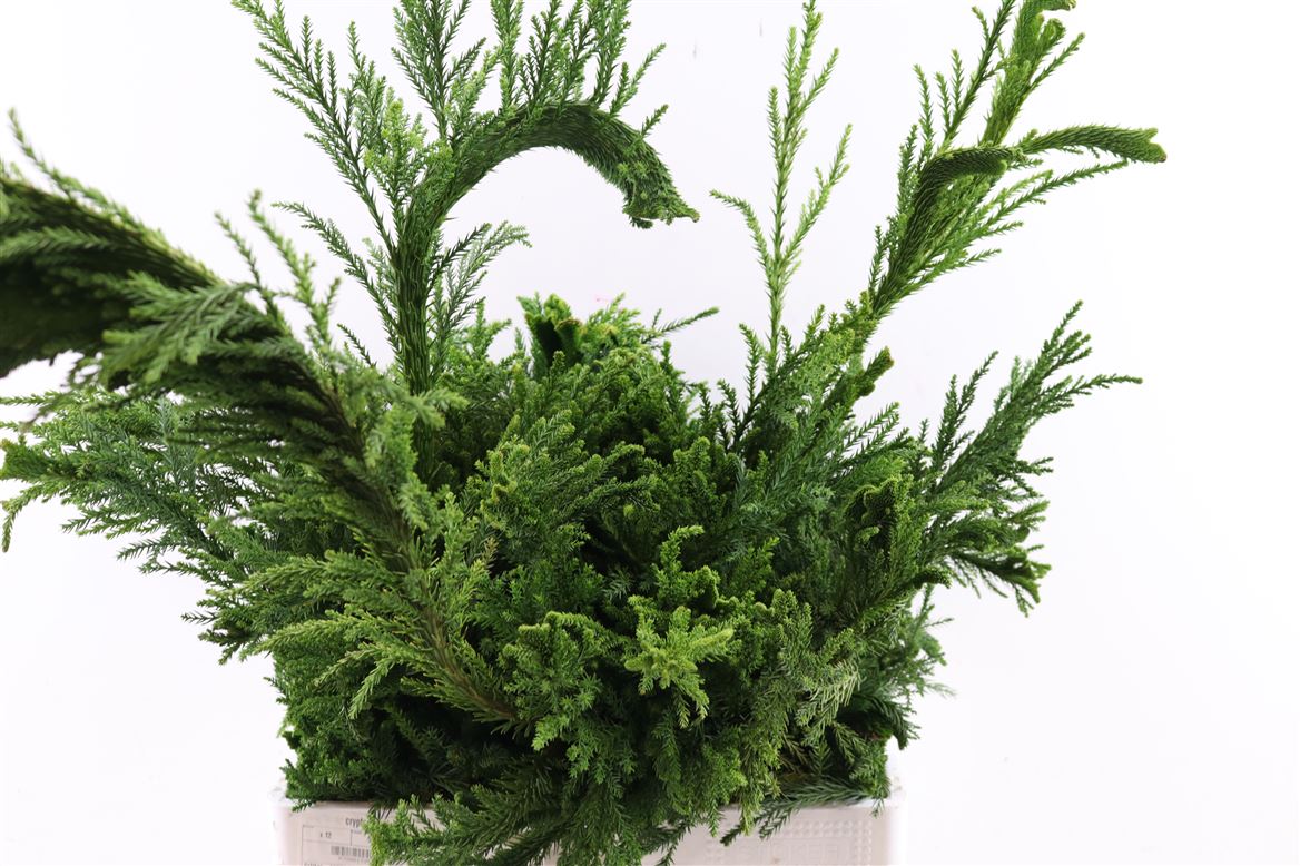 1 Bund Cryptomeria ca. 300 Gramm 1 Bund Cryptomeria ca. 300 Gramm