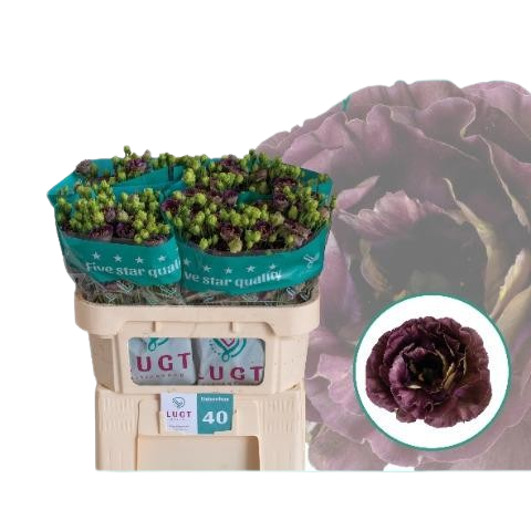 10 Eustoma Rosanne Black Pearl