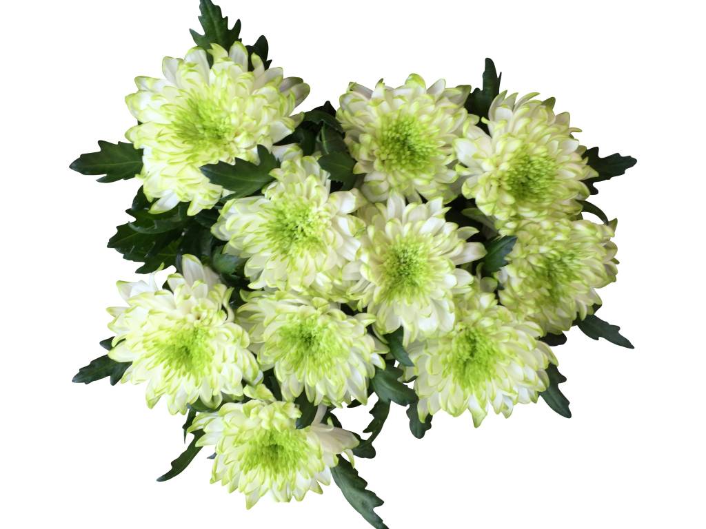10 Deko Chrysanthemen Zembla Lime (Weiß-Grün) 10 Deko Chrysanthemen Zembla Lime (Weiß-Grün)