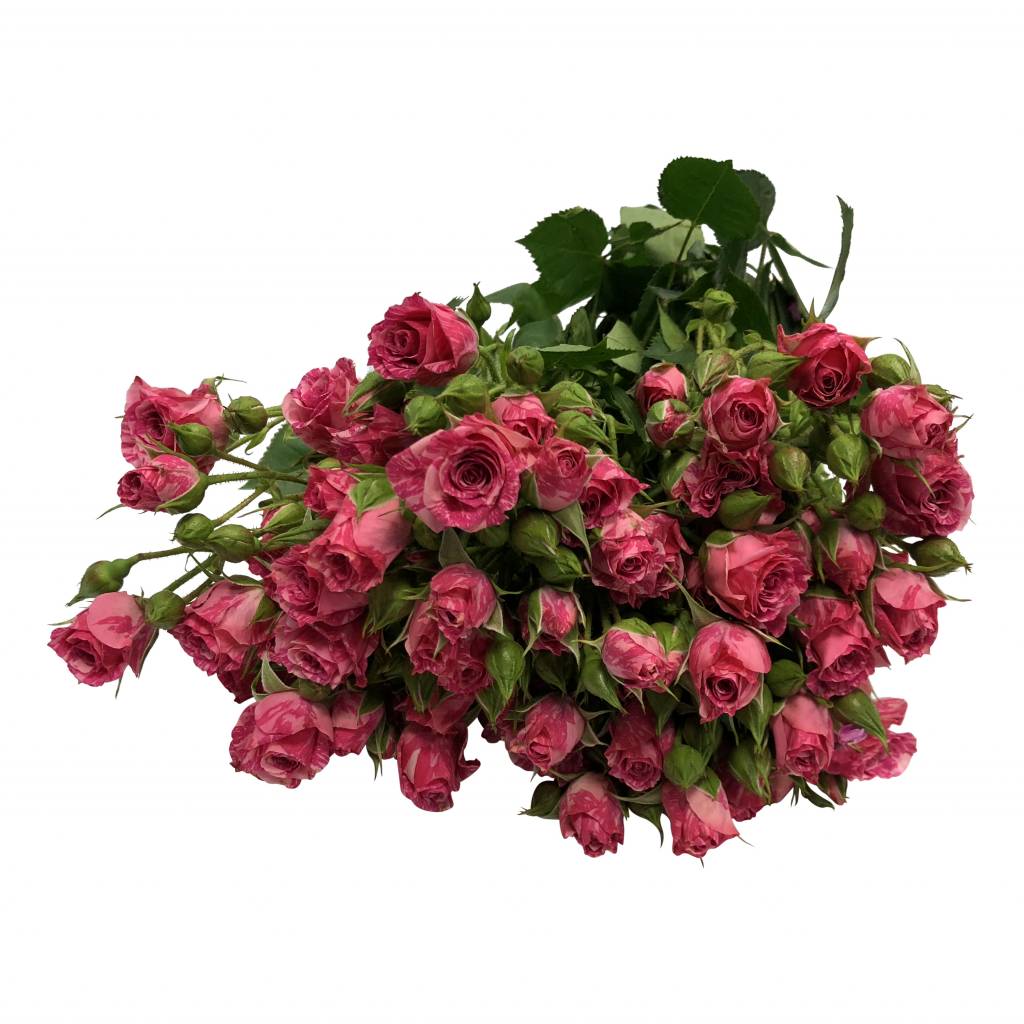 10 Tros-Rosen Pink Flash 10 Tros-Rosen Pink Flash