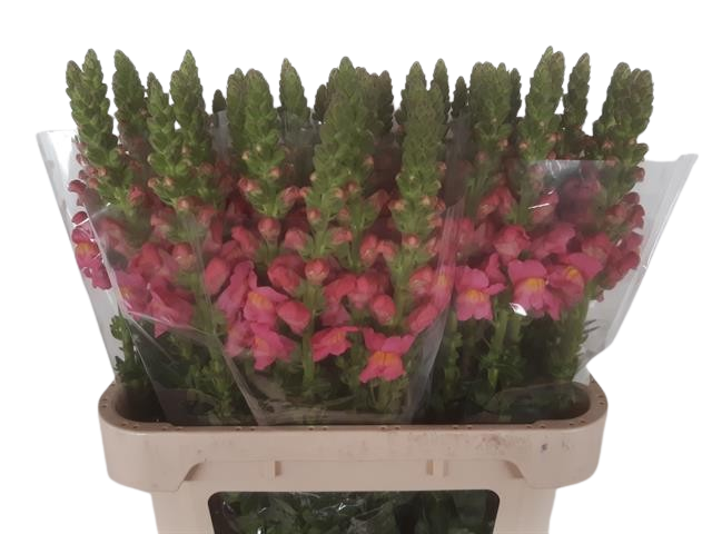 10 Stiele Löwenmäulchen Rosa