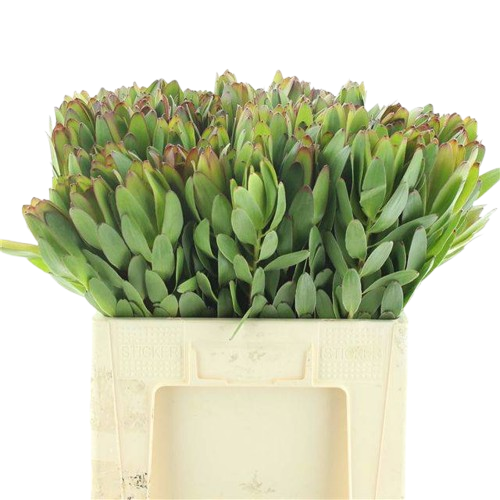 Leucadendron 'Safari Goldstrike' – 10 Stiele, grün, 40 cm