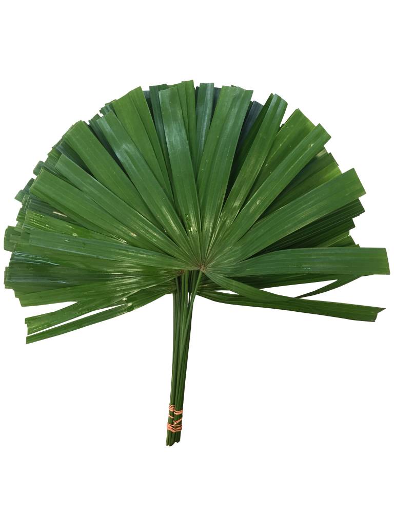 10 Chamaerops