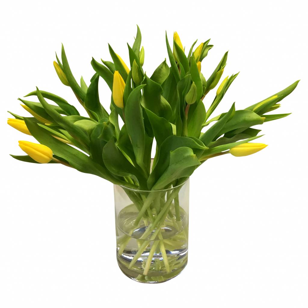 10 Tulpen Strong Gold 10 Tulpen Strong Gold