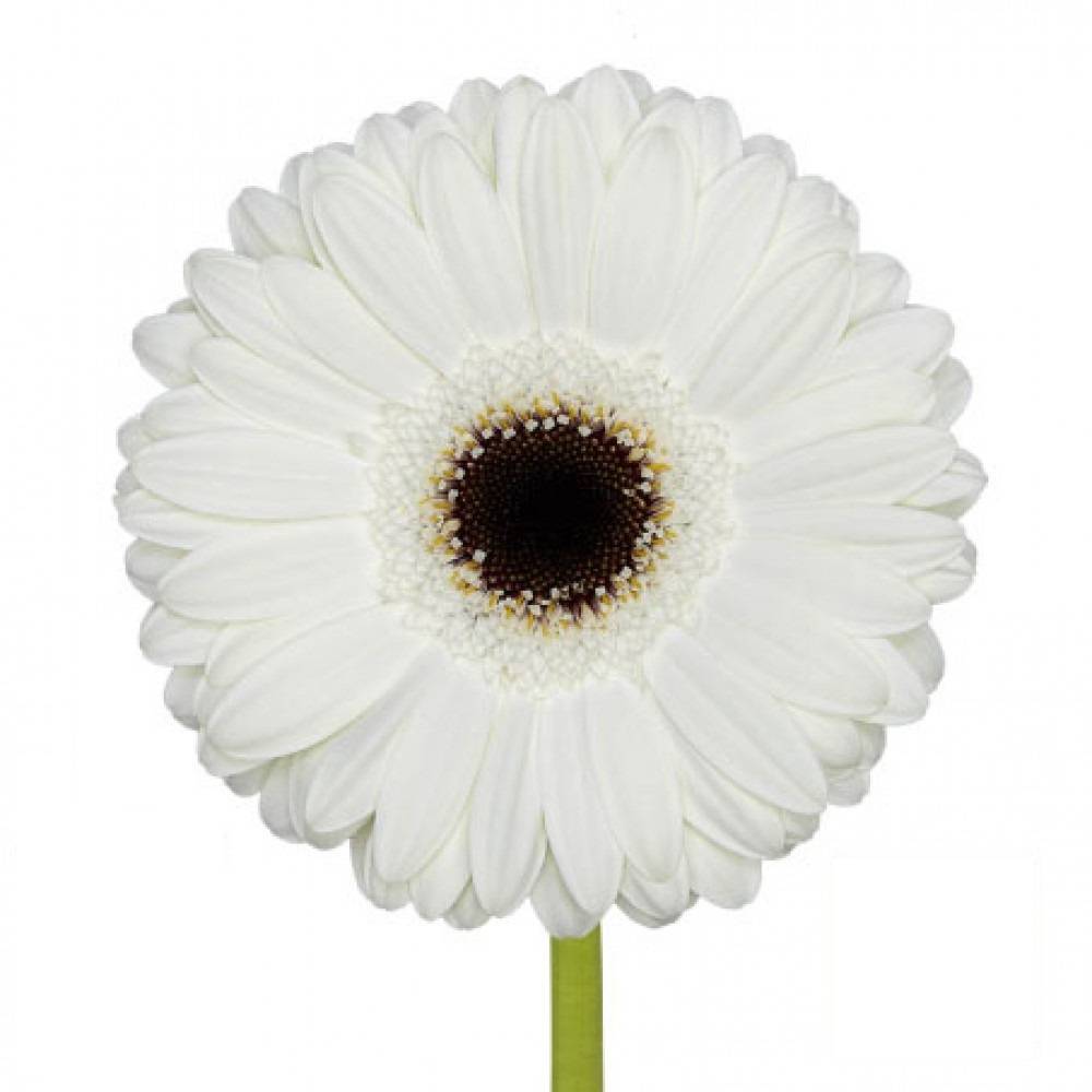 25 Gerbera White House (Weiß mit dunkler Mitte)