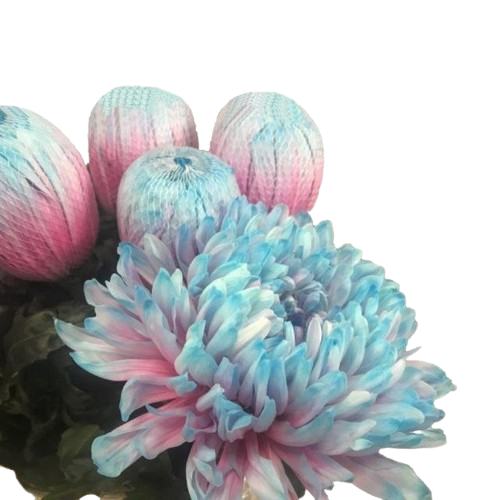 10 Deko Chrysanthemen Antonov Bubbelgum