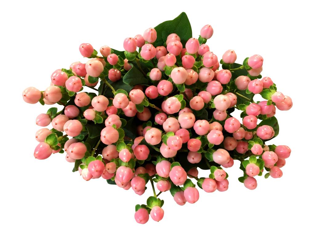 10 Hypericum Rosa 10 Hypericum Rosa