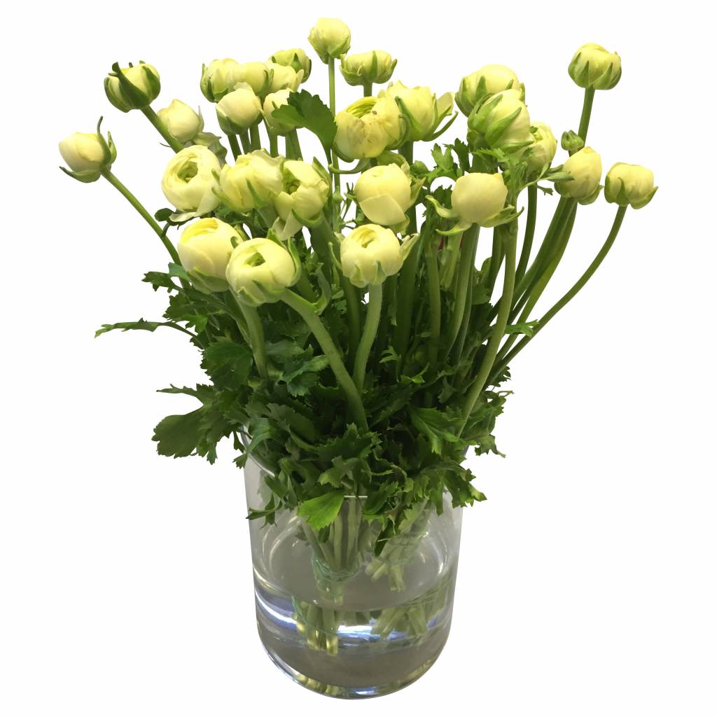 10 Ranunkeln Elegance Creme 10 Ranunkeln Elegance Creme