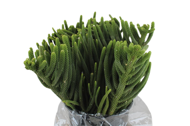 1 Bund Araucaria Araucana ca. 1000Gramm 1 Bund Araucaria Araucana ca. 1000Gramm
