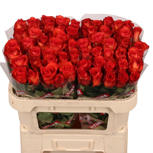 10 Rosen 'Meteor' – Orange