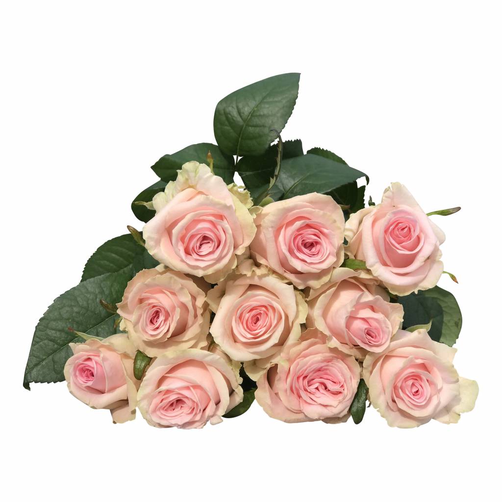 10 Premium-Rosen Sweet Dolomiti (Rosa)