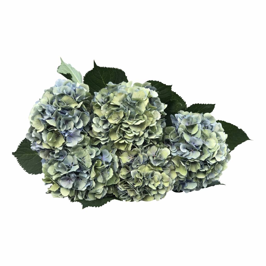 5 Hortensien Macrophylla Elbtal Classic (Blau-Grau)