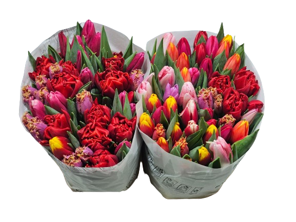 50 Tulpen Überraschungsmix 50 Tulpen Überraschungsmix